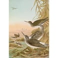 thumbnail image 2 of Johann Friedrich Naumann 18x24 Gold Ornate Framed and Double Matted Museum Art Print Titled - Totanus Ochropus, Totanus Glareola, Tringoids Hypoleucus, 2 of 4