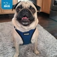 thumbnail image 4 of Best Pet Supplies - Voyager Step-in Air Pet Harness - All Weather Mesh - Royal Blue/Black Trim, L, 4 of 11