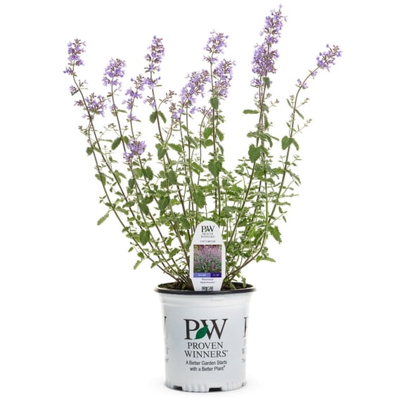 Proven Winners 6" Blue 'Cat's Meow' Catmint Live Plant in 6.5" Pot