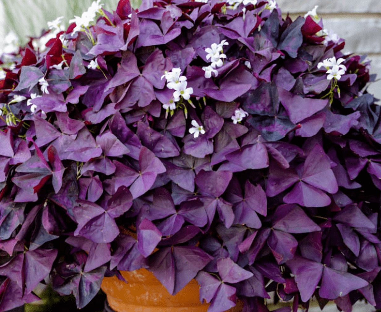 Oxalis Ebony Darker Purple Plant Live for Planting, Purple Shamrock Plant for Indoor Outdoor Garden 4 to 6 Inch Tall