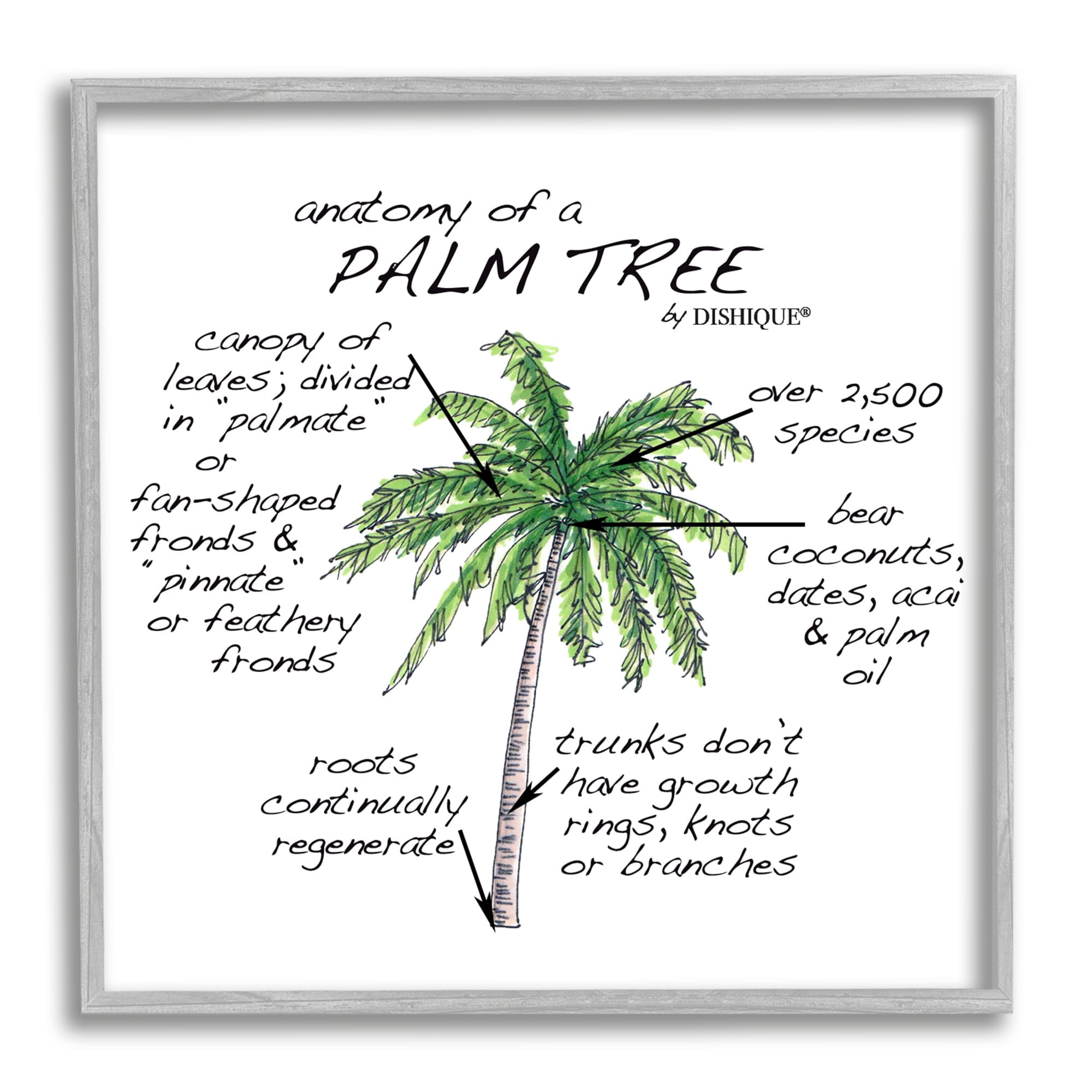 Stupell Industries Tropical Palm Tree Educational Plants Flora Diagram Graphic Art Gray Framed Art Print Wall Art, Design by Dishique