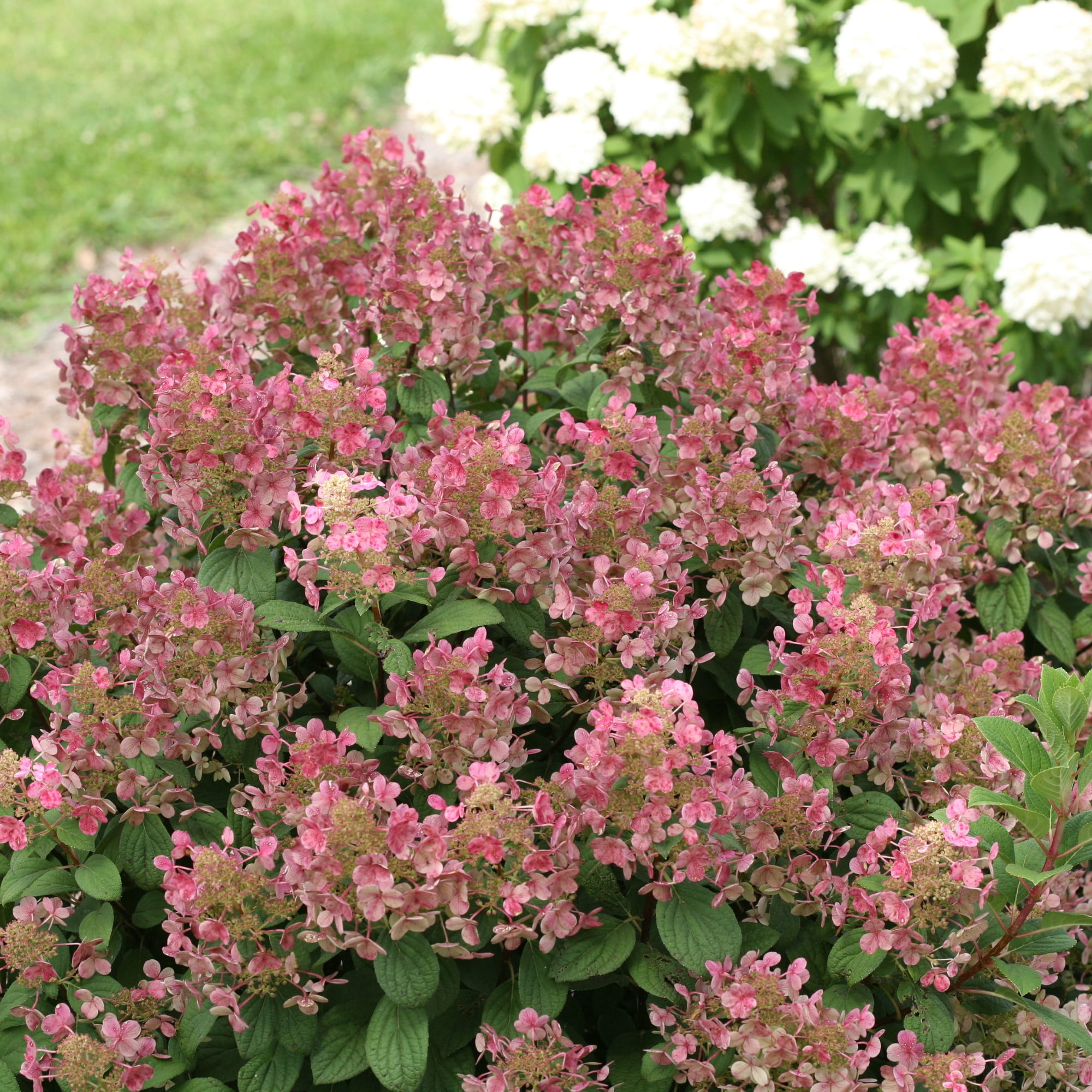 Proven Winners ColorChoice 6" Pink Little Quick Fire Panicle Hydrangea Live Plant in 7.5" Pot