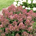 thumbnail image 4 of Proven Winners ColorChoice 6" Pink Little Quick Fire Panicle Hydrangea Live Plant in 7.5" Pot, 4 of 7