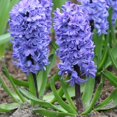 thumbnail image 3 of Delft Blue Hyacinth Flower Bulbs - 3 Bulbs per Pack - Pleasantly Scented - Deer Resistant - Good as Cut Flowers - Grows Well In Container - Grow Indoors or Outdoors – Live Plant Garden, 3 of 6