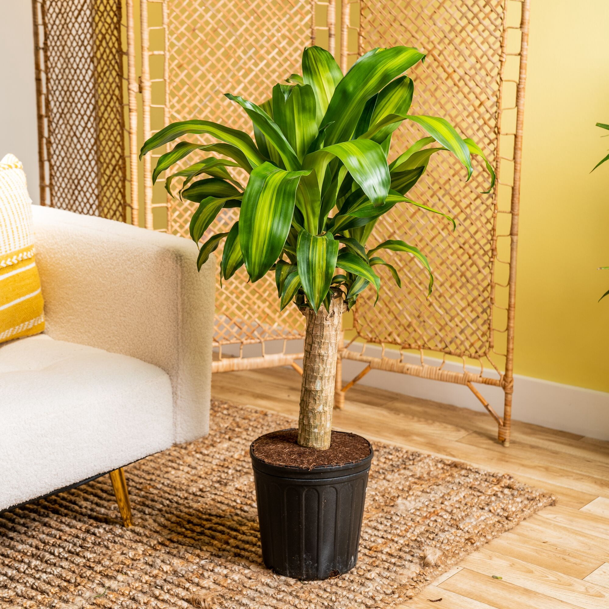 Plants with Benefits by Costa Farms 15" Foliage Assorted House Plant in 10" Grower Pot