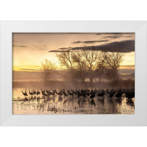 Jaynes Gallery 14x11 White Modern Wood Framed Museum Art Print Titled - USA-New Mexico-Bernardo Wildlife Management Area-Sandhill cranes in water on foggy sunrise