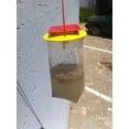 thumbnail image 3 of REDTOP Flycatchers Compact Size - 100% Non-Toxic Disposable Outdoor Fly Trap - Designed to Attract Egg-Laying Females (2), 3 of 3
