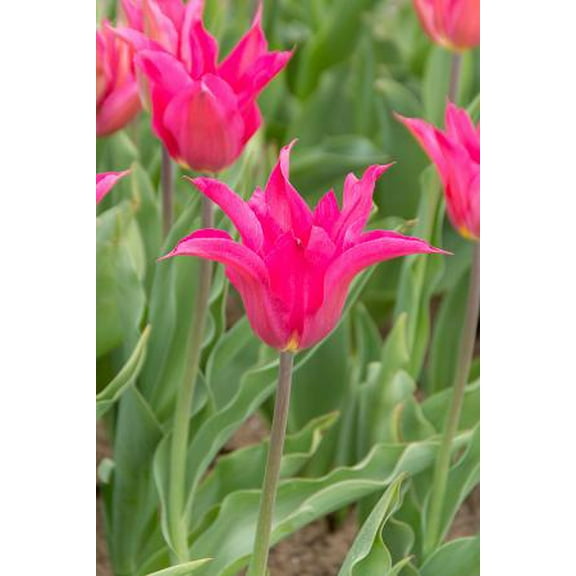 Oriental Pearl Lily Flowering Tulip - 12/ cm Bulbs - 5 Bulbs