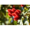 thumbnail image 3 of 100 Seeds ANNATTO TREE Lipstick Plant Annotta Orellana Seeds, 3 of 9