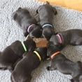 thumbnail image 3 of 12 Pcs Colliers d'Identification pour Chiots et Chatons, 3 of 6
