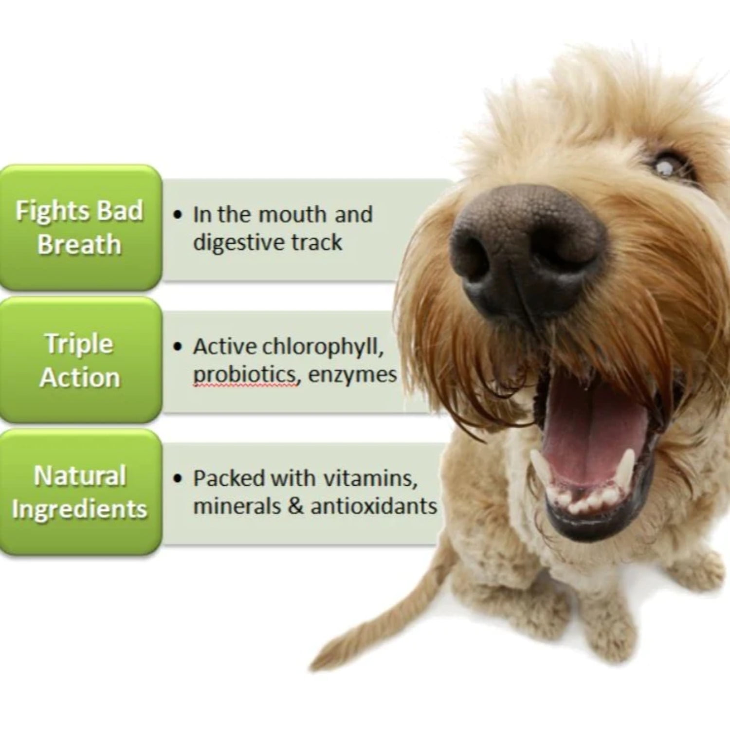 Fresh Breath TABS, 90 count- chewable Breath Mints for Dogs. Triple-Action Oral Hygiene Harnesses The Power of Chlorophyll to Fight Bad Breath and Plaque Buildup 90