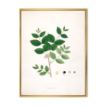Designart 'Ancient Botanicals VI' Farmhouse Framed Canvas Wall Art Print