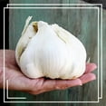 Elephant Garlic Bulbs Plant Your Own Garlic Grow Your Own Fresh and