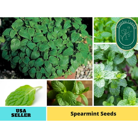 80 Seeds| Spearmint Seeds - Authentic Seeds ~ GMO Free ~ Seeds~Flower seeds~ Vegetable seeds~ Asian Garden~ Flowers~ Herbs B5G1