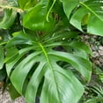 thumbnail image 3 of Monstera Deliciosa - Live Plant in a 10 Inch Pot - Philodendron Monstera Deliciosa - Beautiful Clean Air Indoor Plant, 3 of 5