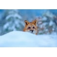 thumbnail image 2 of Fitzharris, Tim 14x11 White Modern Wood Framed Museum Art Print Titled - Red Fox in Snow, 2 of 4