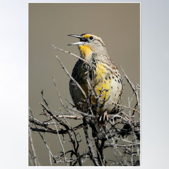 Western Meadowlark Poster Wall Art, Modern Wall Decor For Living Room Bedroom, 8x12 UNFRAMED