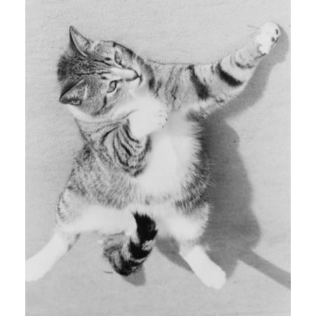 Cat in boxing pose left hook Canvas Art -  (18 x