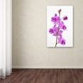thumbnail image 4 of Trademark Fine Art "Purple Orchids" Canvas Art by Kurt Shaffer, 4 of 4