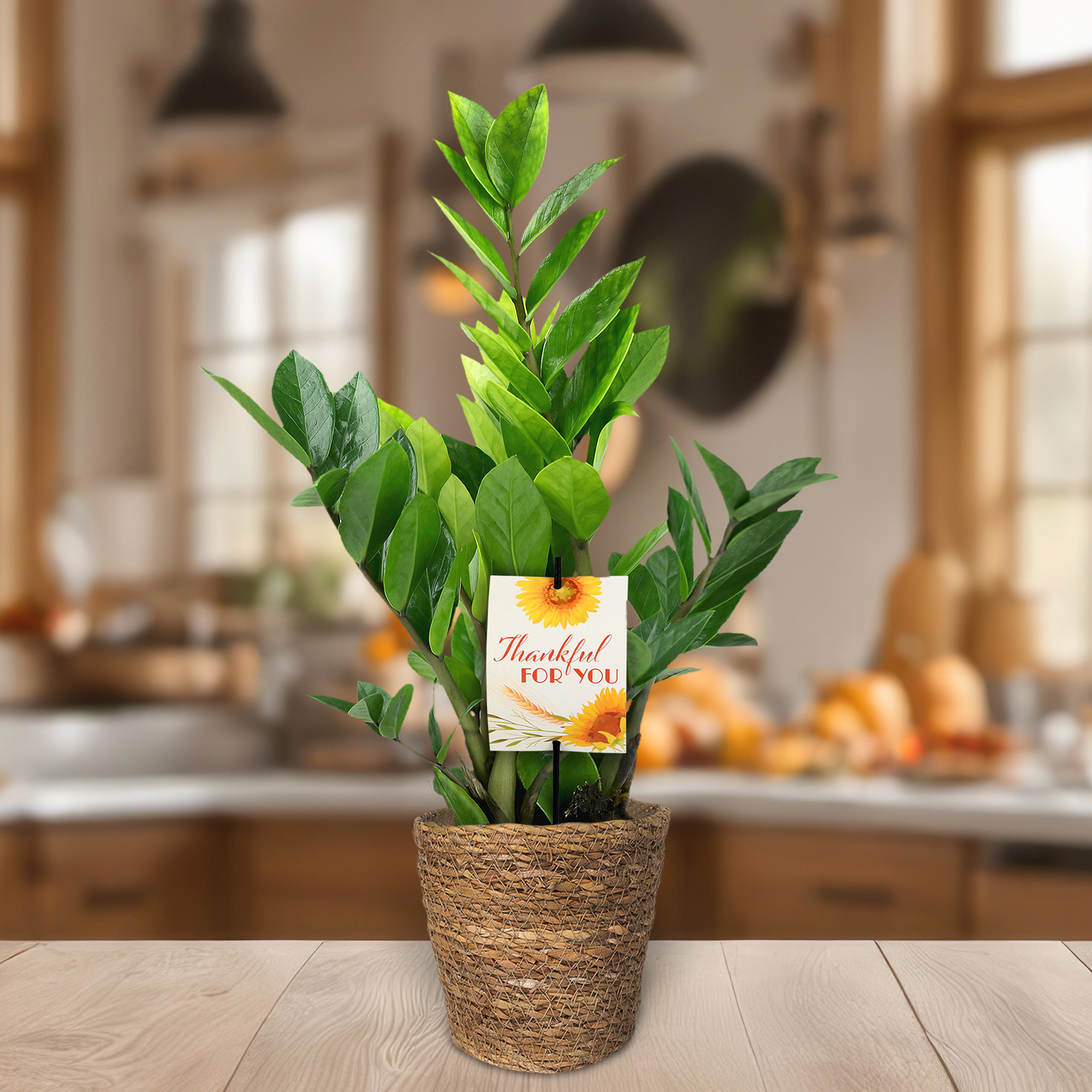 5" ZZ Plant in Seagrass Planter – Thankful for You