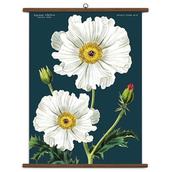 Cavallini Papers & Co., Inc. Botany Vintage School Chart, Multi, Model Number: CAVVSC/BOT2
