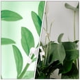 thumbnail image 4 of 40 abrazaderas para plantar, dobladoras de plantas, herramientas de jardinería, clips de fijación, 4 of 6