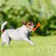 thumbnail image 4 of Dog Toys for Aggressive Chewers Dog SuperChewy Tough Dog Bone Toy for Large Medium Dogs Breed Strong Natural Rubber, 4 of 4