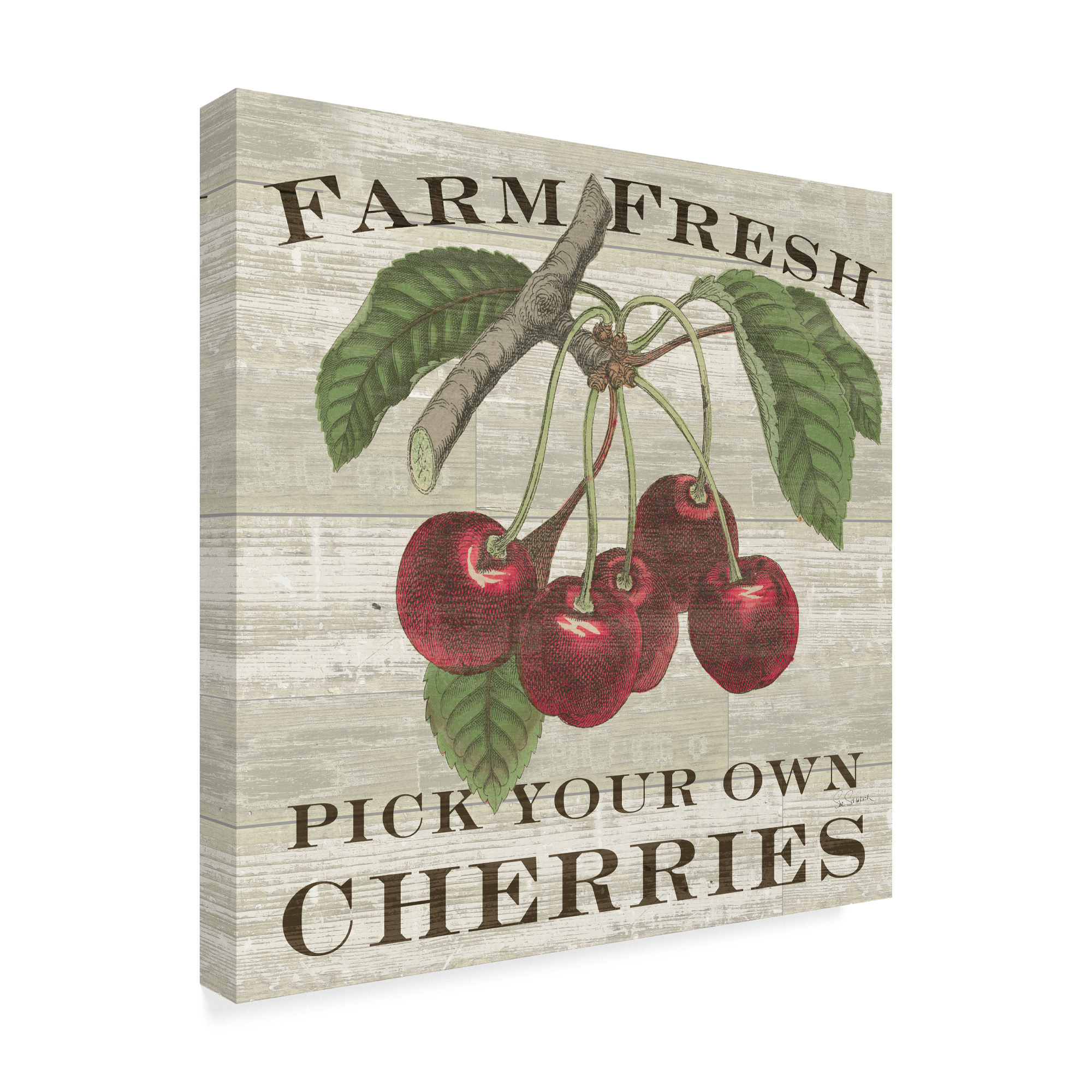 Trademark Fine Art 'Farm Fresh Cherries Square' Canvas Art by Sue Schlabach