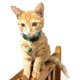 thumbnail image 3 of piezas de estampado de estrella y luna ajustable para collares de gato con cascabel, 3 of 5