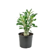 4 in Desert Rose Live Houseplant with Bright Indirect Sunlight - 3 Piece