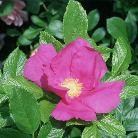 Heirloom Roses Rose Plants - The Scabrosa Own Root Rugosa Plant , Live One Gallon Bush , Potted Outdoor Flowers For Planting