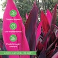 thumbnail image 7 of American Plant Exchange Cordyline 'Red Sister' Plant in 10" Pot, Hawaiian Good Luck Tree, Bright Indirect Light, Easy Care Indoors Outdoors, 7 of 7