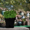 thumbnail image 2 of MOQIN 14cm x 14cm x 14cm Round Black Silica Gel Plant Planter, 2 of 4