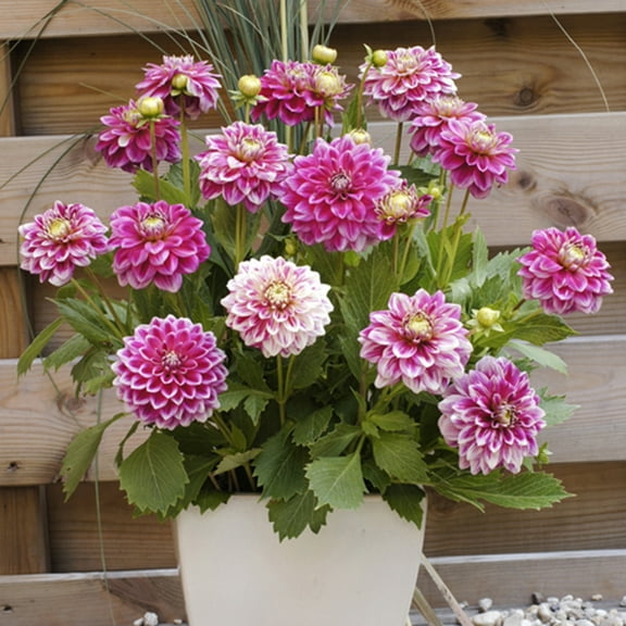 Van Zyverden Dahlias Go Go Two-Tone 3 Bulbs White and Pink Full Sun Annual Easy to Grow