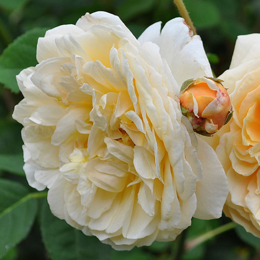 Heirloom Roses Rose Bush - Teasing Georgia™ David Austin , Yellow Live Rose Plant