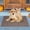 30 x 17"Brown【Small Door】, variant on Heeneeso BZ32 Outdoor Rug Checkered Door Mat, Machine Washable Doormat Indoor Absorbent