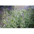 thumbnail image 4 of Plant Good Seed Western Vervain Seeds Native Cali Perennial Wildflower Part/Full Sun Medicinal Herb, 4 of 7