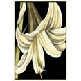 thumbnail image 3 of Goldberger, Jennifer 11x14 Black Modern Framed Museum Art Print Titled - Graphic Lily IV, 3 of 5