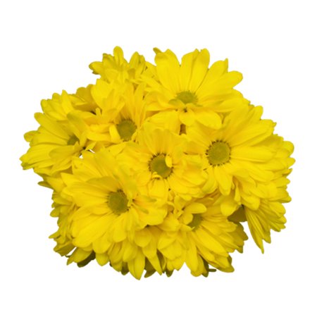 Daisy Pom Bouquet, colors will vary