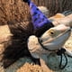 thumbnail image 3 of Bearded Dragon Cosplay Supplies Tutu Costume Party Accessories Lizard, 3 of 5