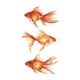 thumbnail image 2 of Scarvey, Emma 26x32 White Modern Wood Framed Museum Art Print Titled - Ornamental Goldfish III, 2 of 4
