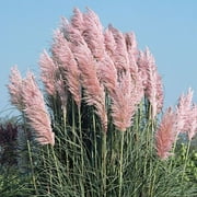 3 Pink Pampas Grass in 4 Inch Standard Nursery pot---Cortaderia.