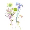 thumbnail image 2 of Wang, Melissa 13x18 Black Ornate Wood Framed with Double Matting Museum Art Print Titled - Watercolor Floral Study II, 2 of 4