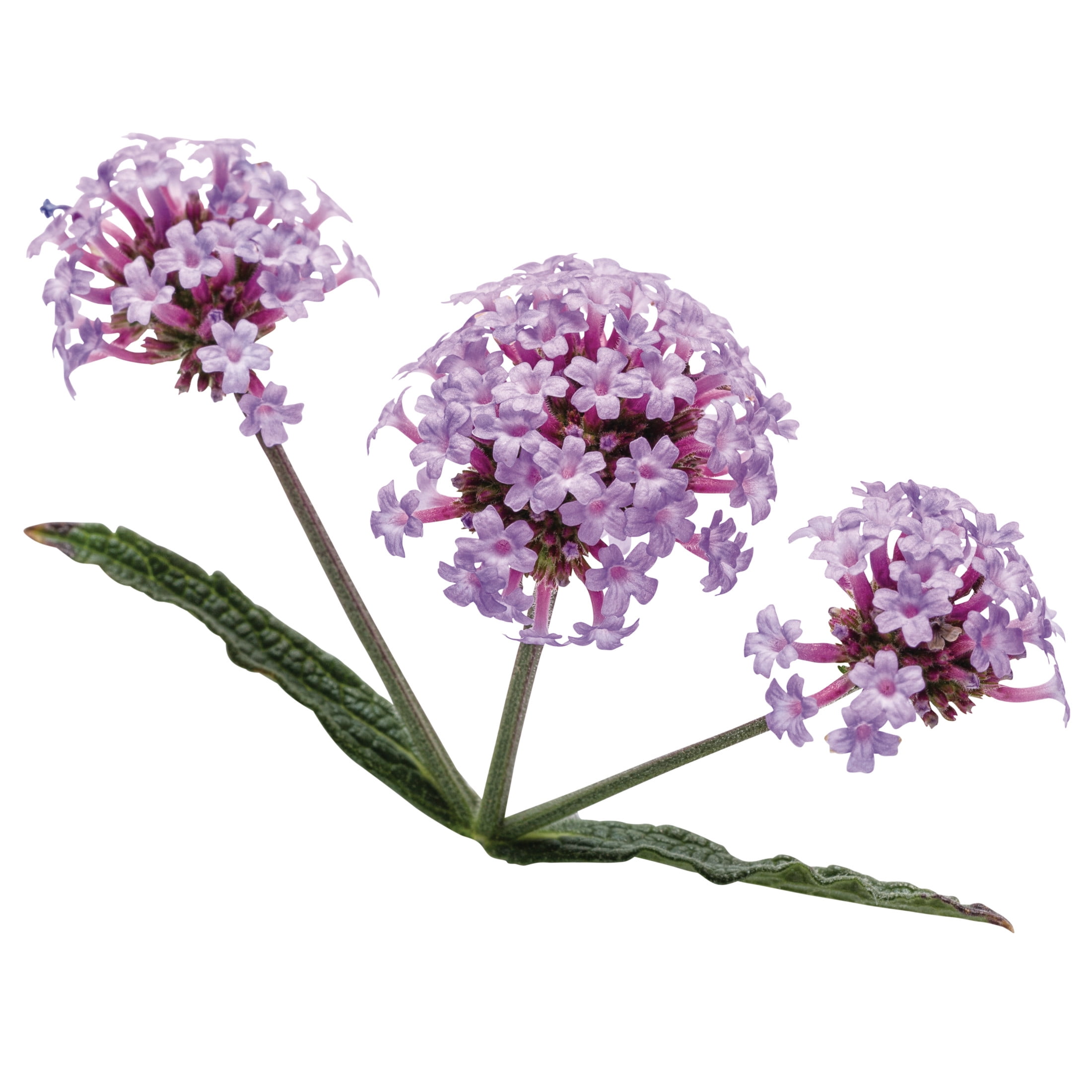 Proven Winners 8" Purple Meteor Shower Verbena Live Plant in 6.5" Pot