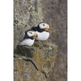 thumbnail image 2 of Horned Puffin Pair Perched On A Cliff Ledge During Summer  Saint Paul Island, 2 of 2
