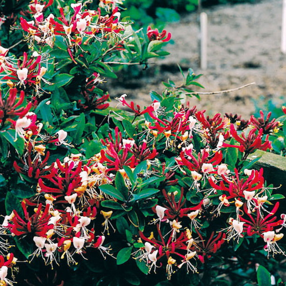 Fragrant Serotina Belgica Honeysuckle Vine - Late Dutch - Lonicera - Live  2.5"" Pot" - Walmart.com