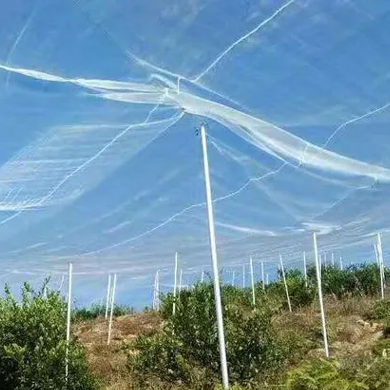 Bird Netting,Bug Net,Garden Netting Mesh,Garden Insect Netting,Protects Garden Plants and Fruit Trees from Birds, Bugs, and Butterflies, Insect Garden Netting, Butterfly Netting(9.84 * 16.40 Ft)