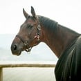thumbnail image 2 of Horze Cooper Halter with Lead Rope, 2 of 3