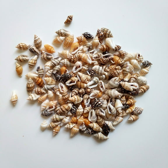 100pcs Starfish Natural Tiny Ocean Seashells for DIY Miniature Beach Critter Decor Arts Crafts Projects Fish Tank Vase Filler D