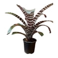 thumbnail image 4 of Planta varios modelos 1 pieza, 4 of 4